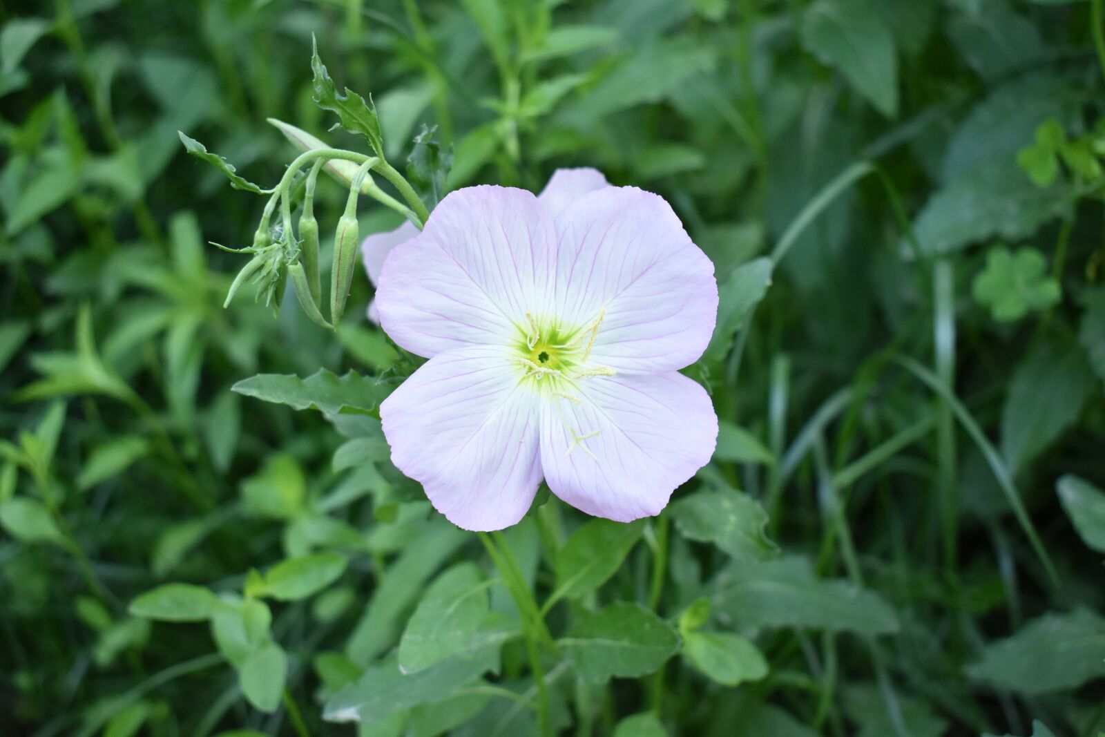 Nikon D3400 sample photo. Flowers, green grass, spring photography