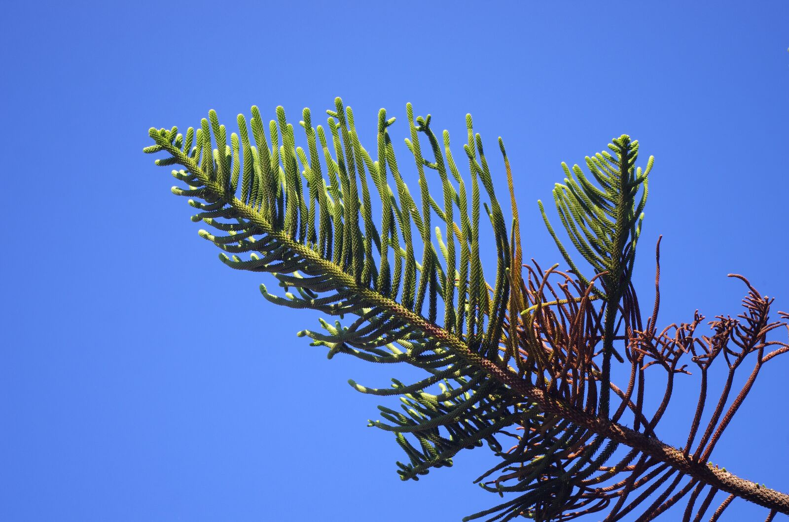Pentax K-5 sample photo. Araucaria, rameau, araucariacées photography