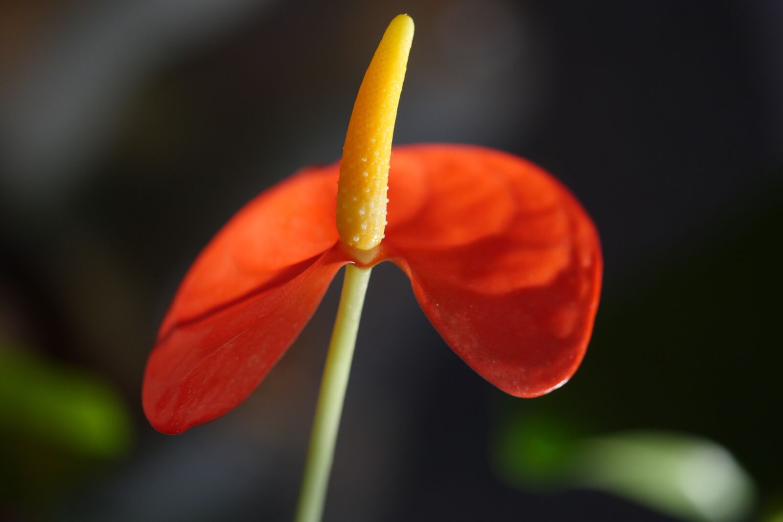 Panasonic Lumix DMC-GX8 sample photo. Flower, plant, blossom photography