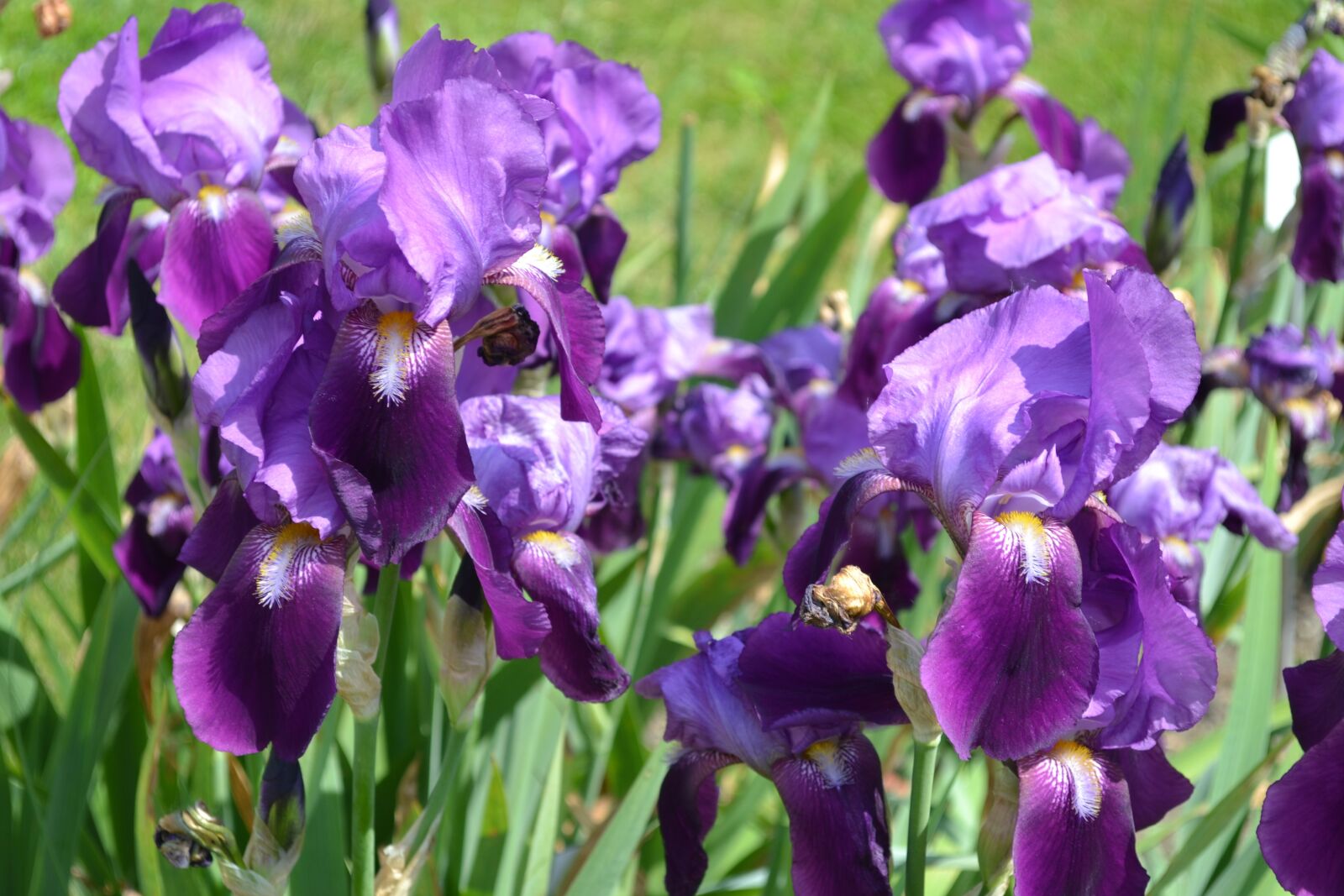 Nikon D3100 sample photo. Flower, nature, plants photography