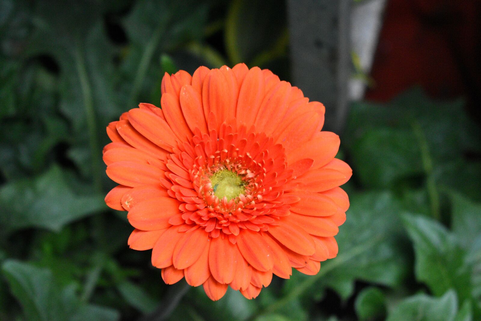 Nikon D5600 sample photo. Flower, nature, blossom photography