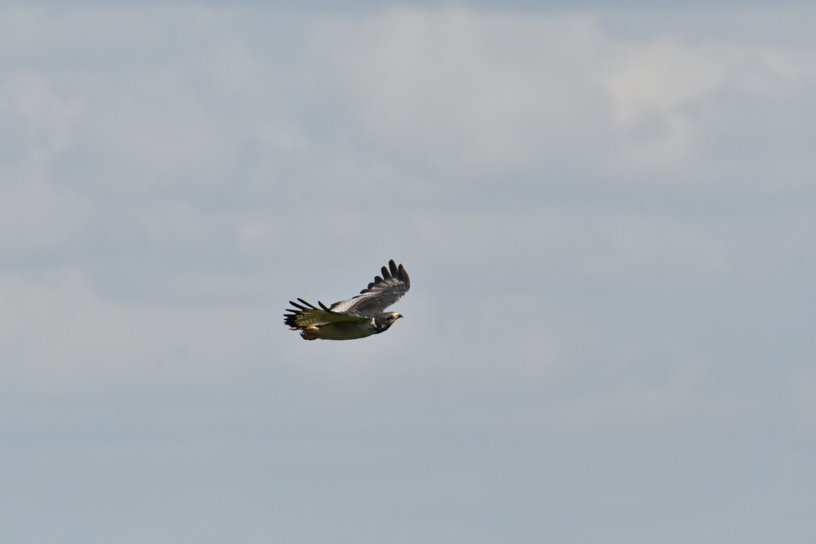 Nikon D500 sample photo. Bird, nature, animals photography