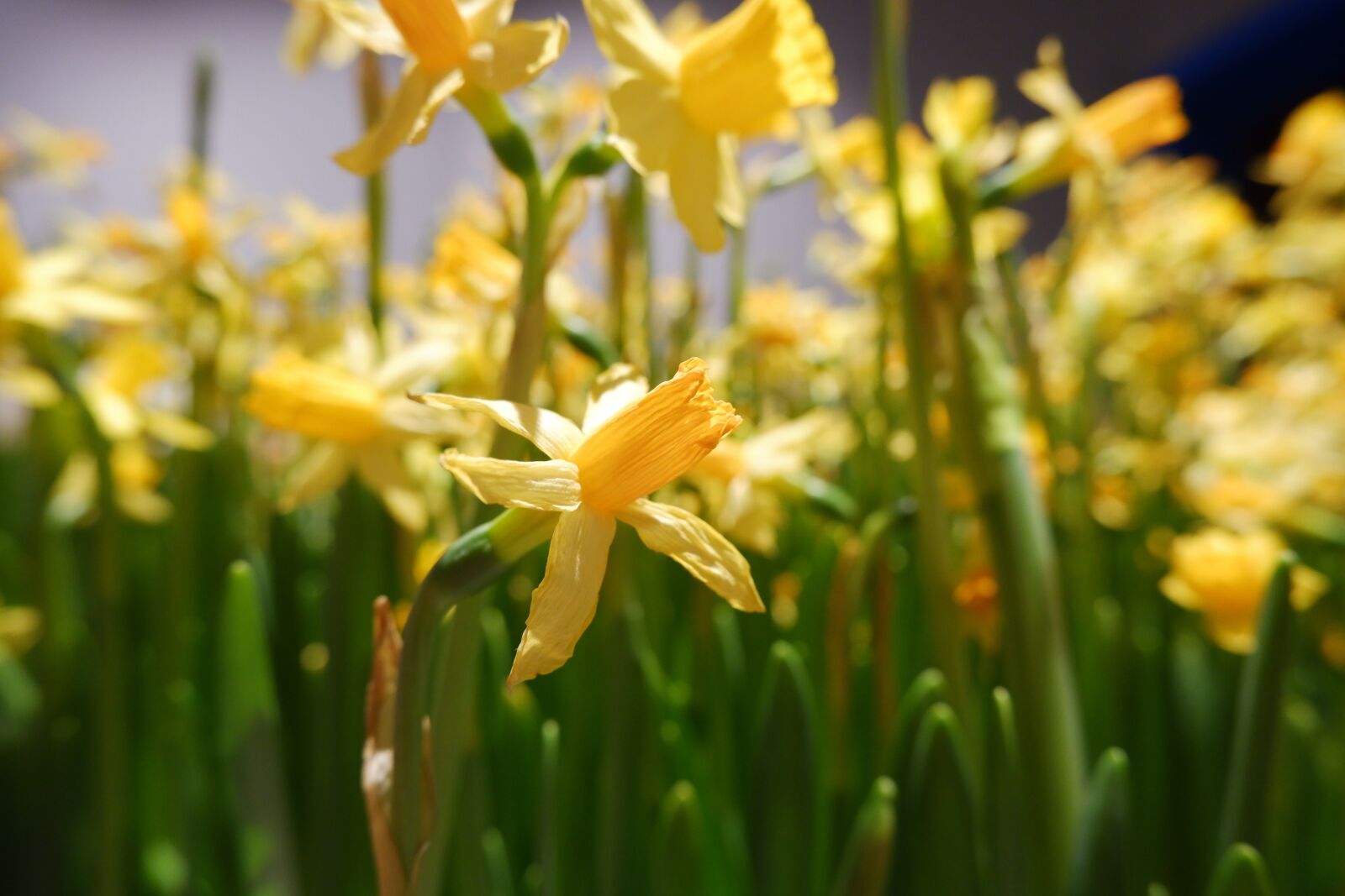Fujifilm X-T100 sample photo. Narcissus, flowers, yellow photography