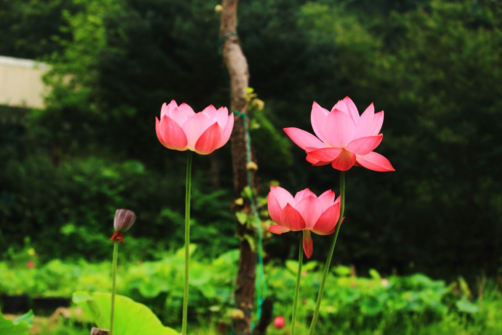 Canon EOS 100D (EOS Rebel SL1 / EOS Kiss X7) sample photo. Lotus, daechung, lotus village photography