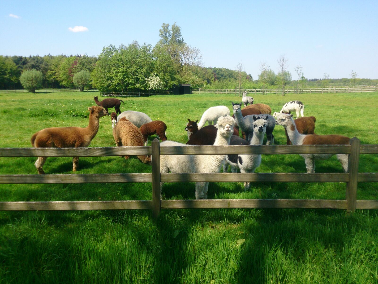 Sony Xperia Z sample photo. Spring, alpaca, wool photography