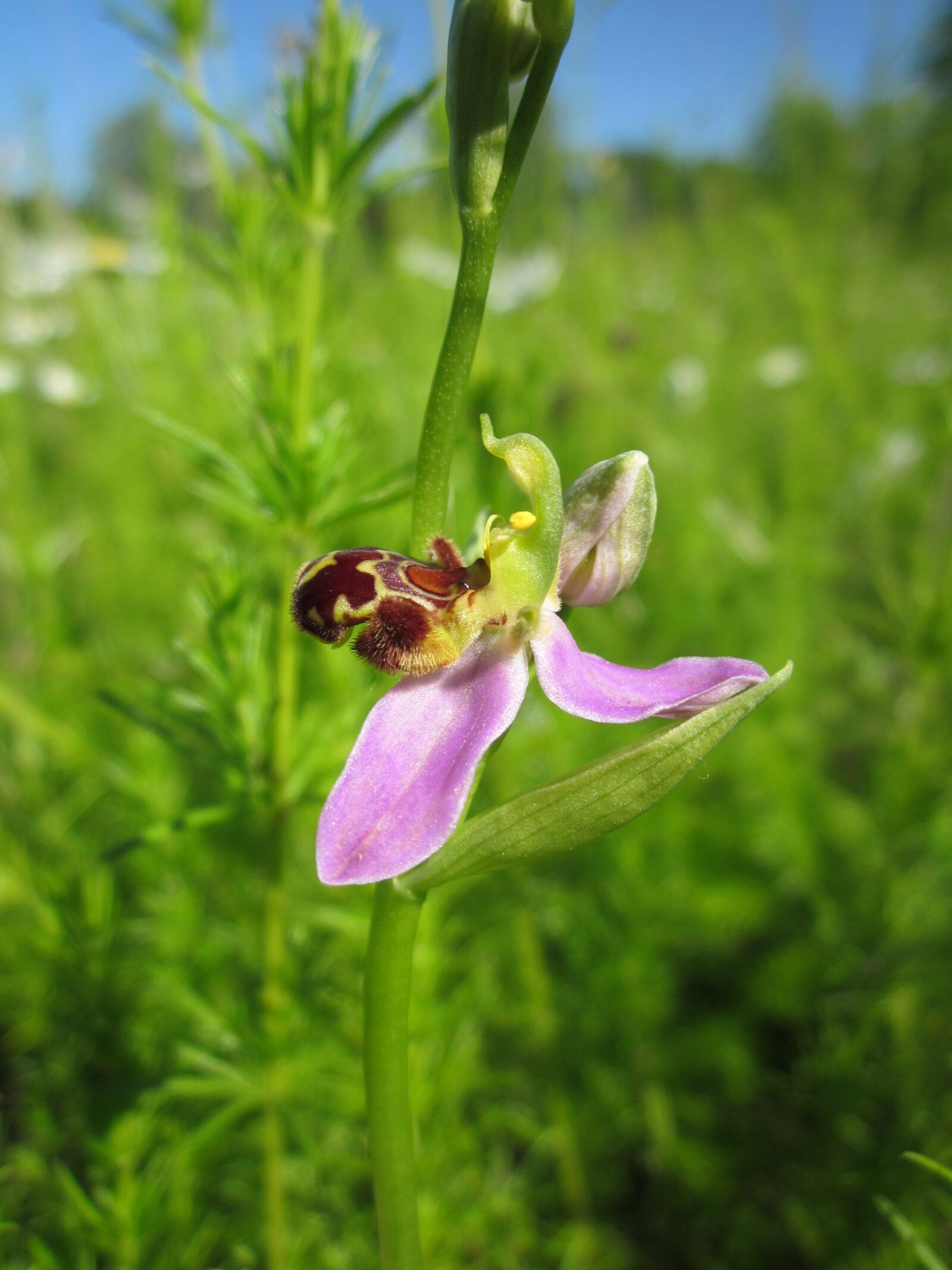 Canon PowerShot A1200 sample photo. Ophrys apifera, bee orchid photography