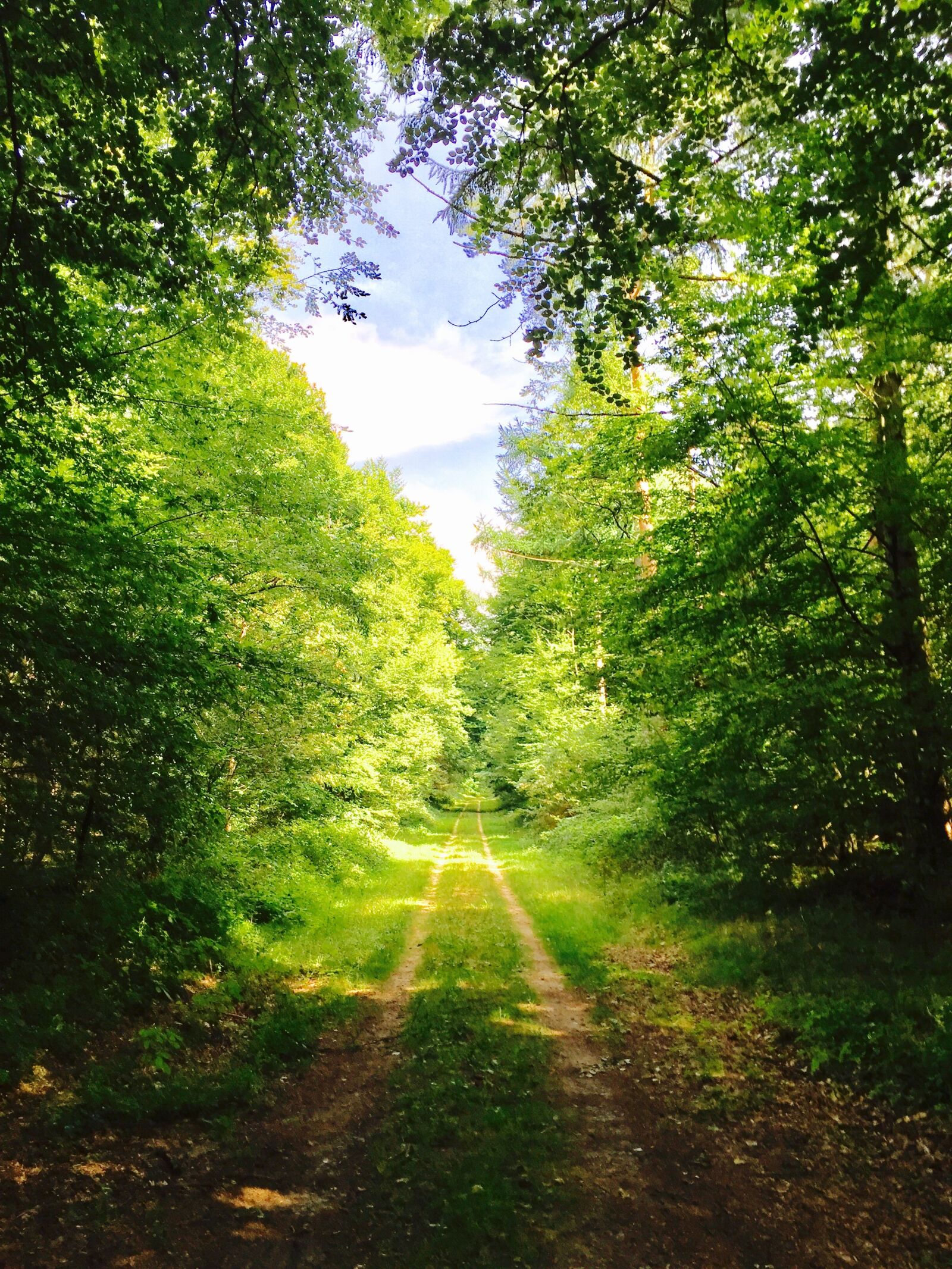iPhone 6 Plus back camera 4.15mm f/2.2 sample photo. Nature, gil, landscape photography
