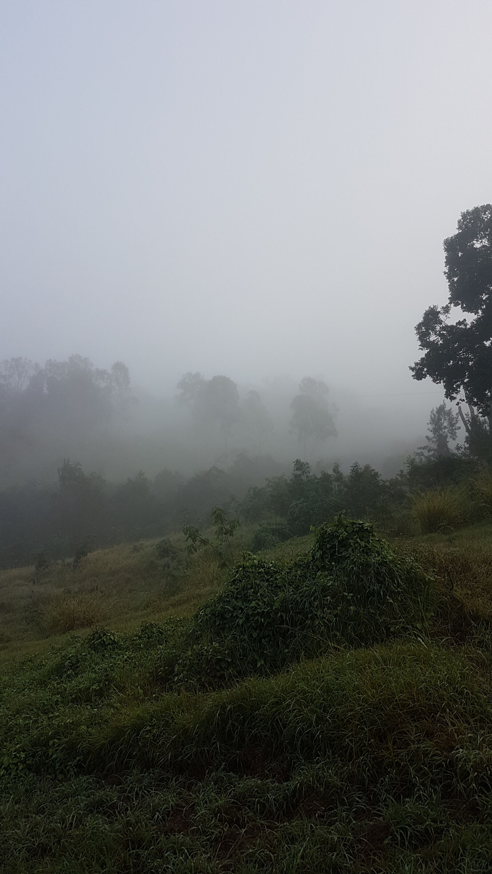 Samsung Galaxy S7 sample photo. Australia, bush, bushland, fog photography