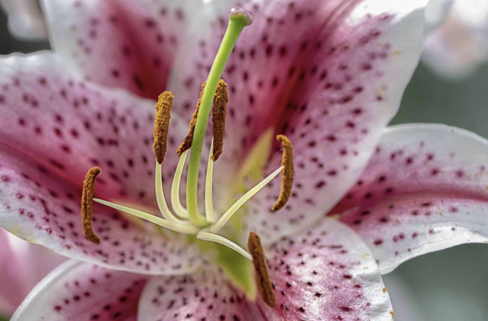 Nikon D610 sample photo. Lily, stamen, pistil photography