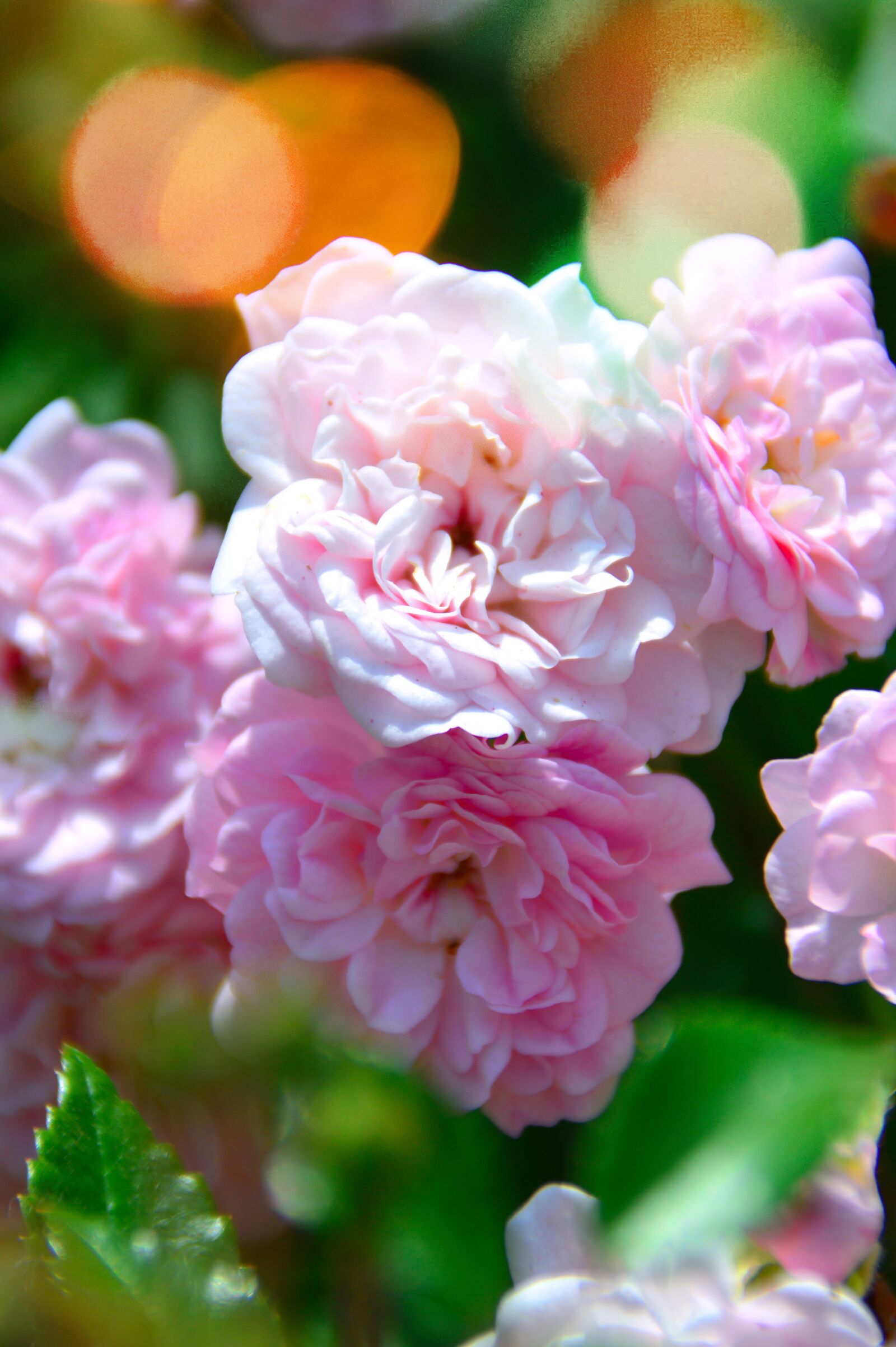 Nikon D3200 sample photo. Rose, pink, syrian muslims photography