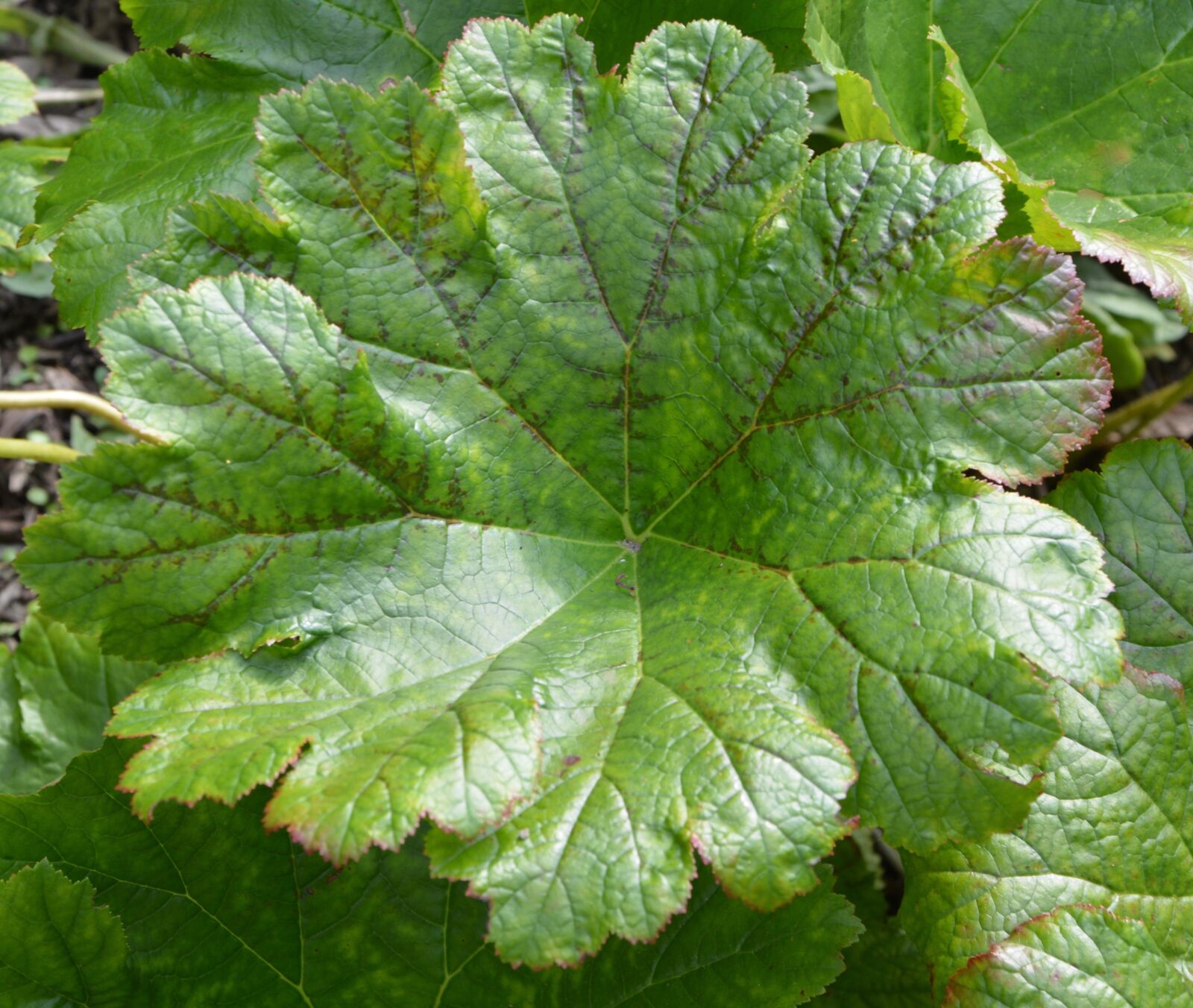Nikon D5200 sample photo. Leaf, green plant, nature photography