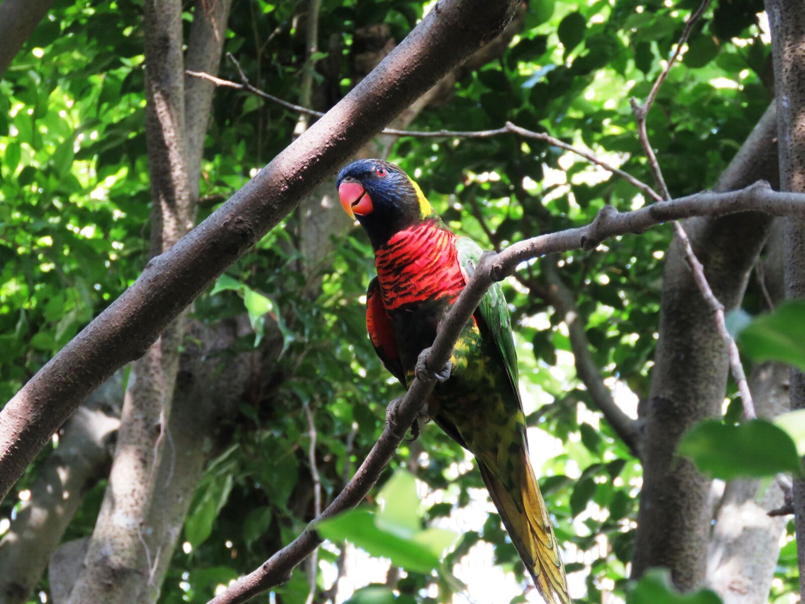 Canon PowerShot SX60 HS sample photo. Parrot, bird, macaw photography