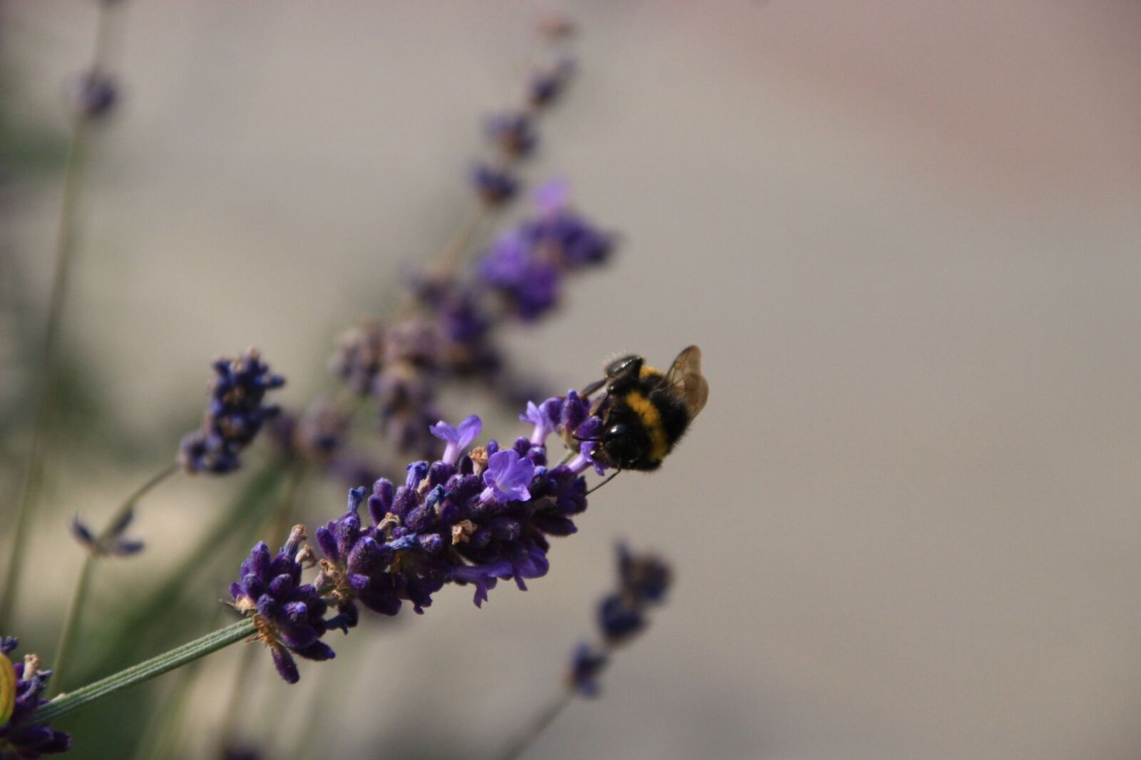 Canon EOS 100D (EOS Rebel SL1 / EOS Kiss X7) + Canon TS-E 90mm F2.8 Tilt-Shift sample photo. Summer, lavender, bee photography