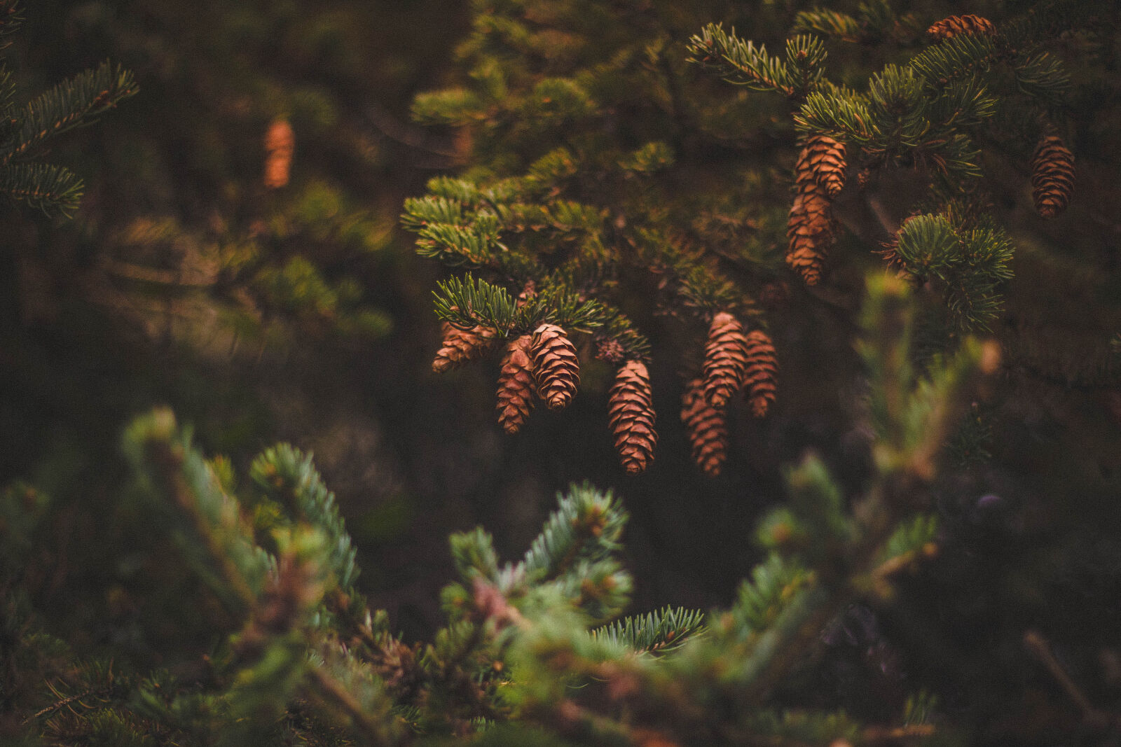 Canon EOS 600D (Rebel EOS T3i / EOS Kiss X5) + Canon EF 50mm F1.8 II sample photo. Brown, pine, cones, on photography