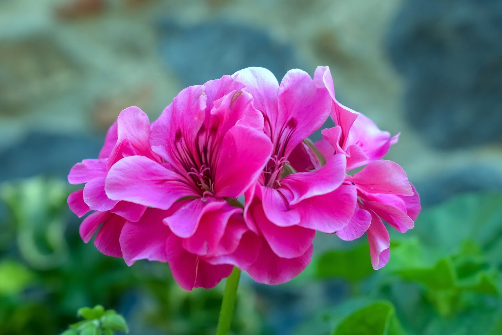 Nikon D3300 sample photo. Flowers, pink flowers, bloom photography