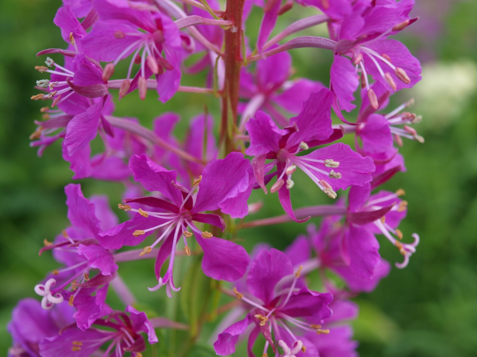 Olympus E-520 (EVOLT E-520) sample photo. Epilobium, evening primrose greenhouse photography