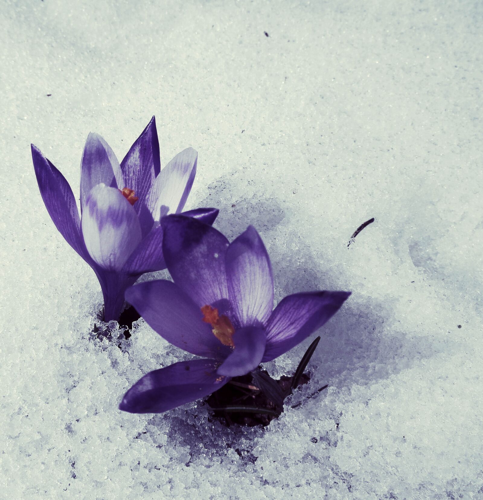 Sony Cyber-shot DSC-W830 sample photo. Flowers, snow, winter photography