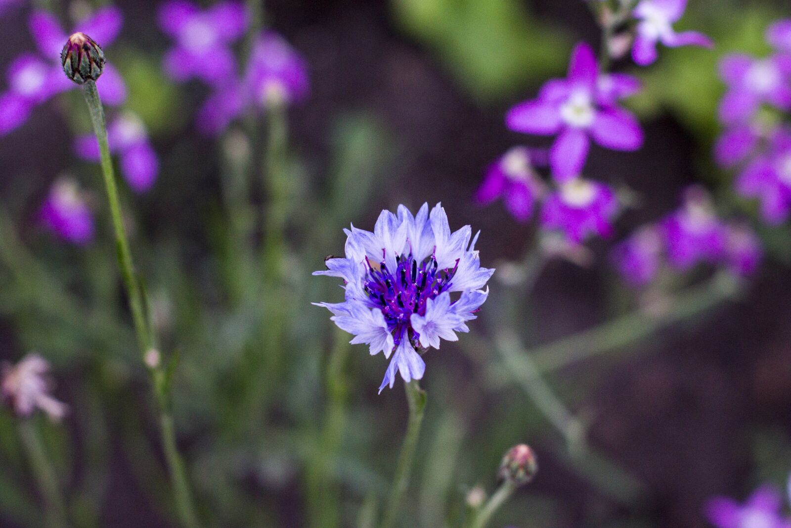 Canon EOS 1100D (EOS Rebel T3 / EOS Kiss X50) sample photo. Flowers, bloom, blossom photography