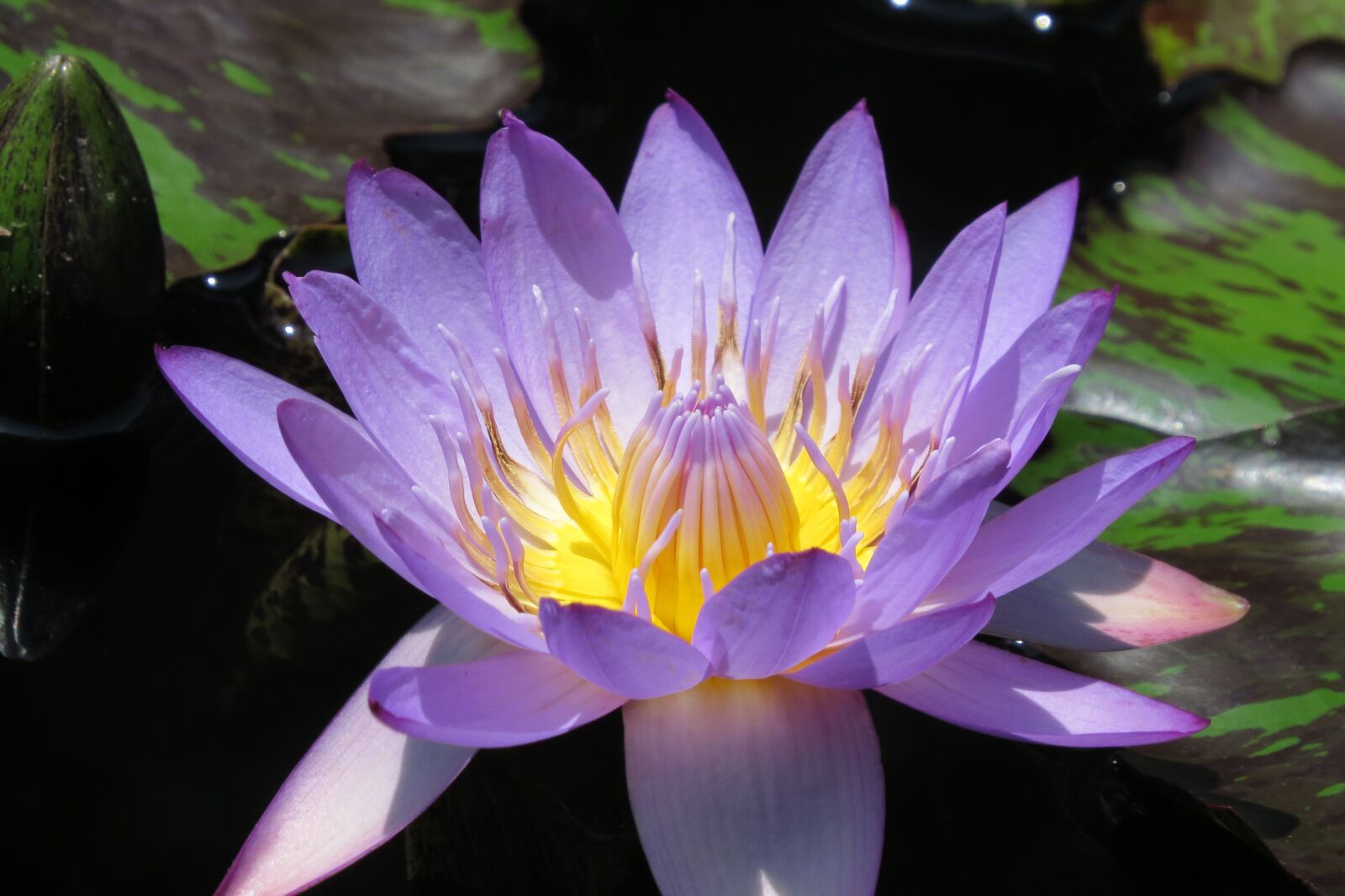 Canon PowerShot SX50 HS sample photo. Purple, blooming, waterlily photography
