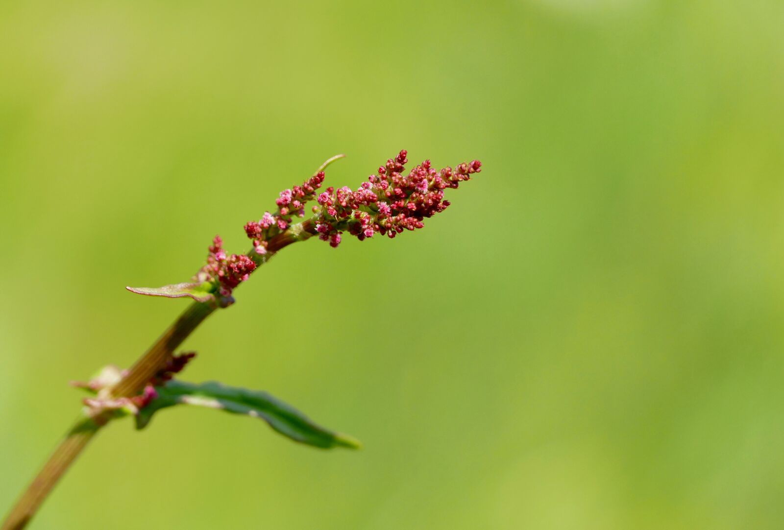 Panasonic Lumix DMC-FZ1000 sample photo. Sorrel, rumex acetosa, meadows photography