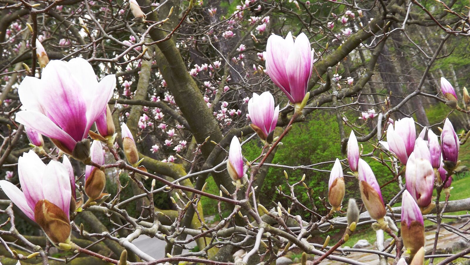 Fujifilm FinePix S3400 sample photo. Tree, magnolia, flowers photography