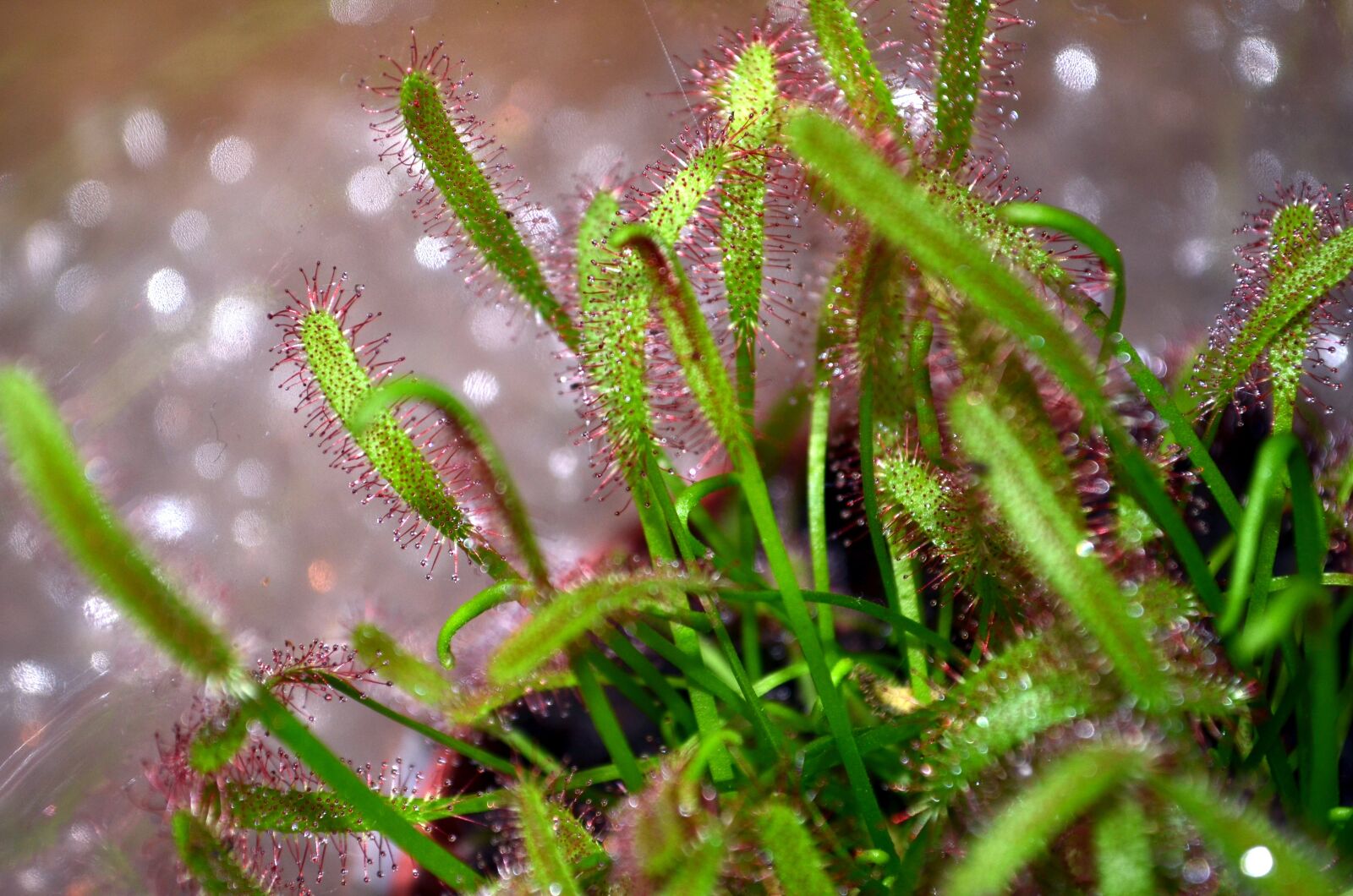 Nikon D5100 sample photo. Carnivorous plant, drosera, droplets photography