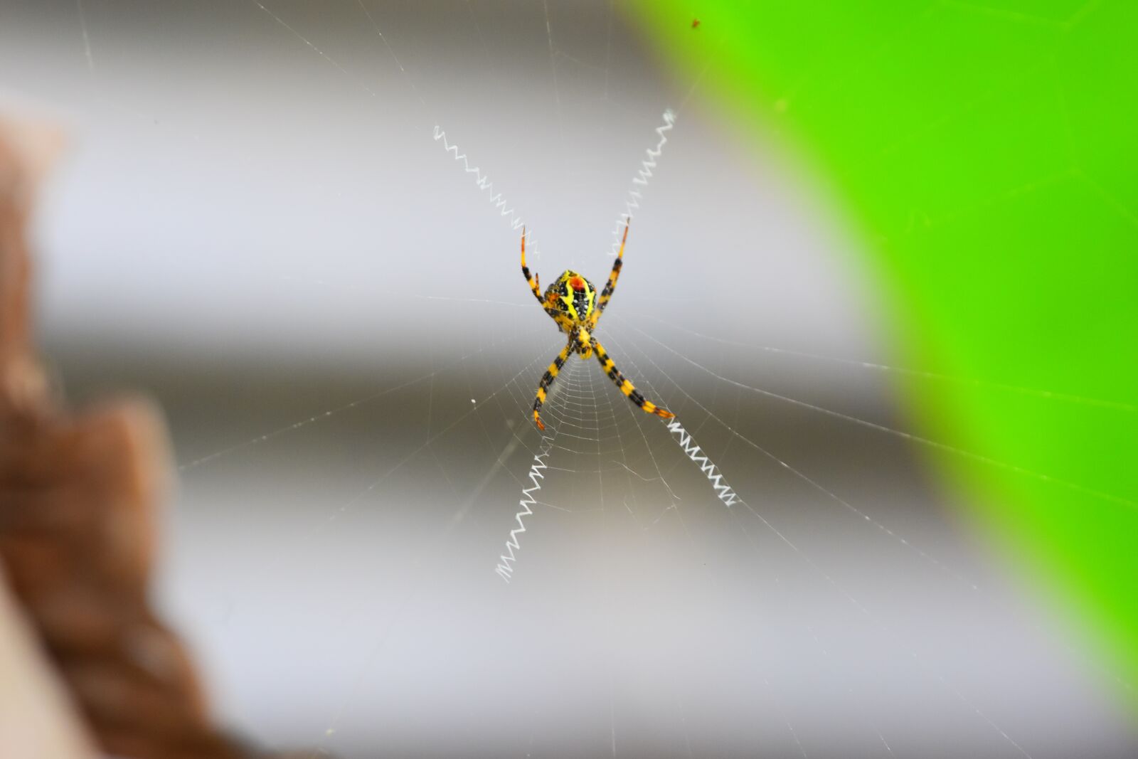 Nikon D5600 sample photo. Spider, insect, arachnid photography