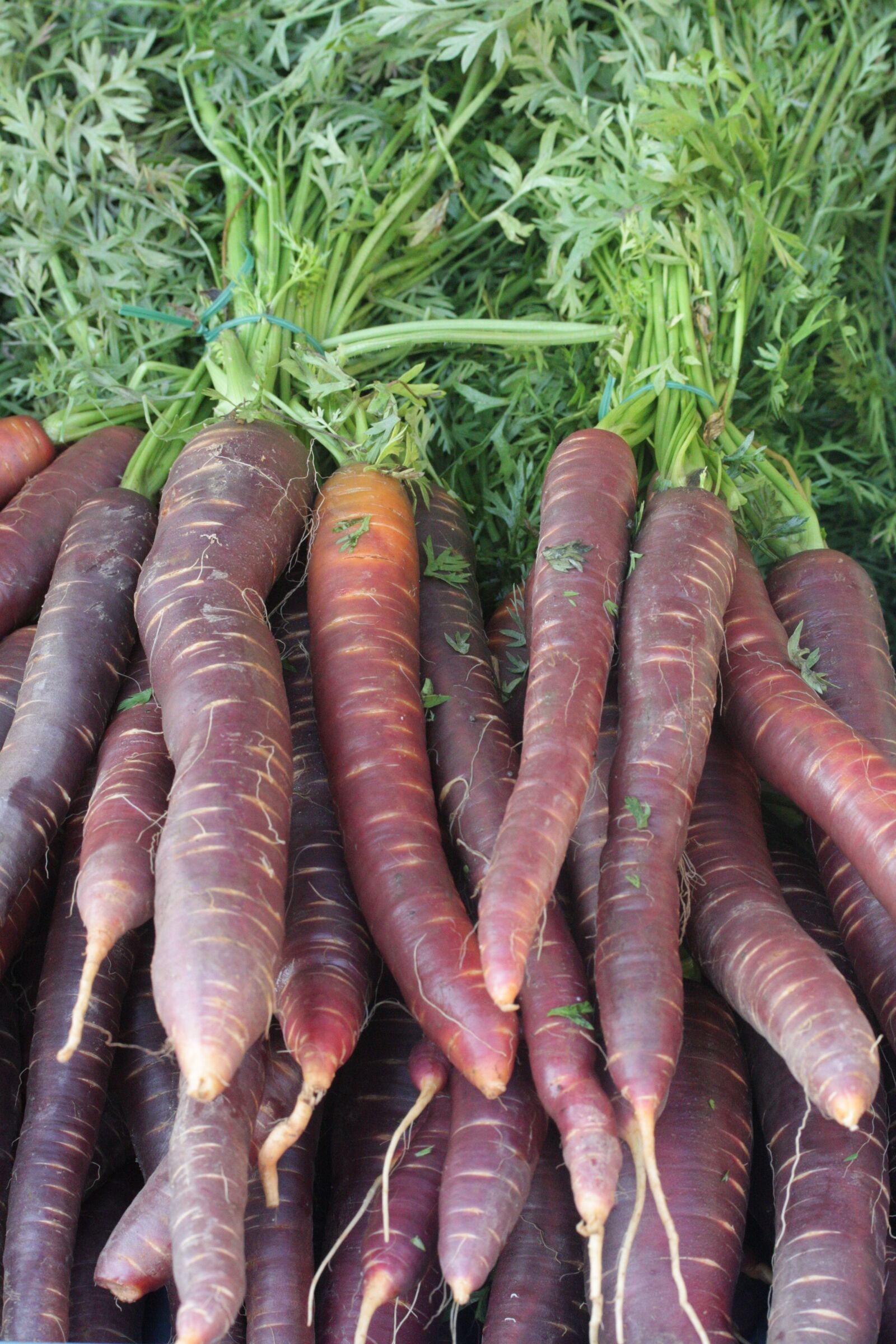 Canon EOS 450D (EOS Rebel XSi / EOS Kiss X2) sample photo. Urmöhre, carrots, urkarotte photography