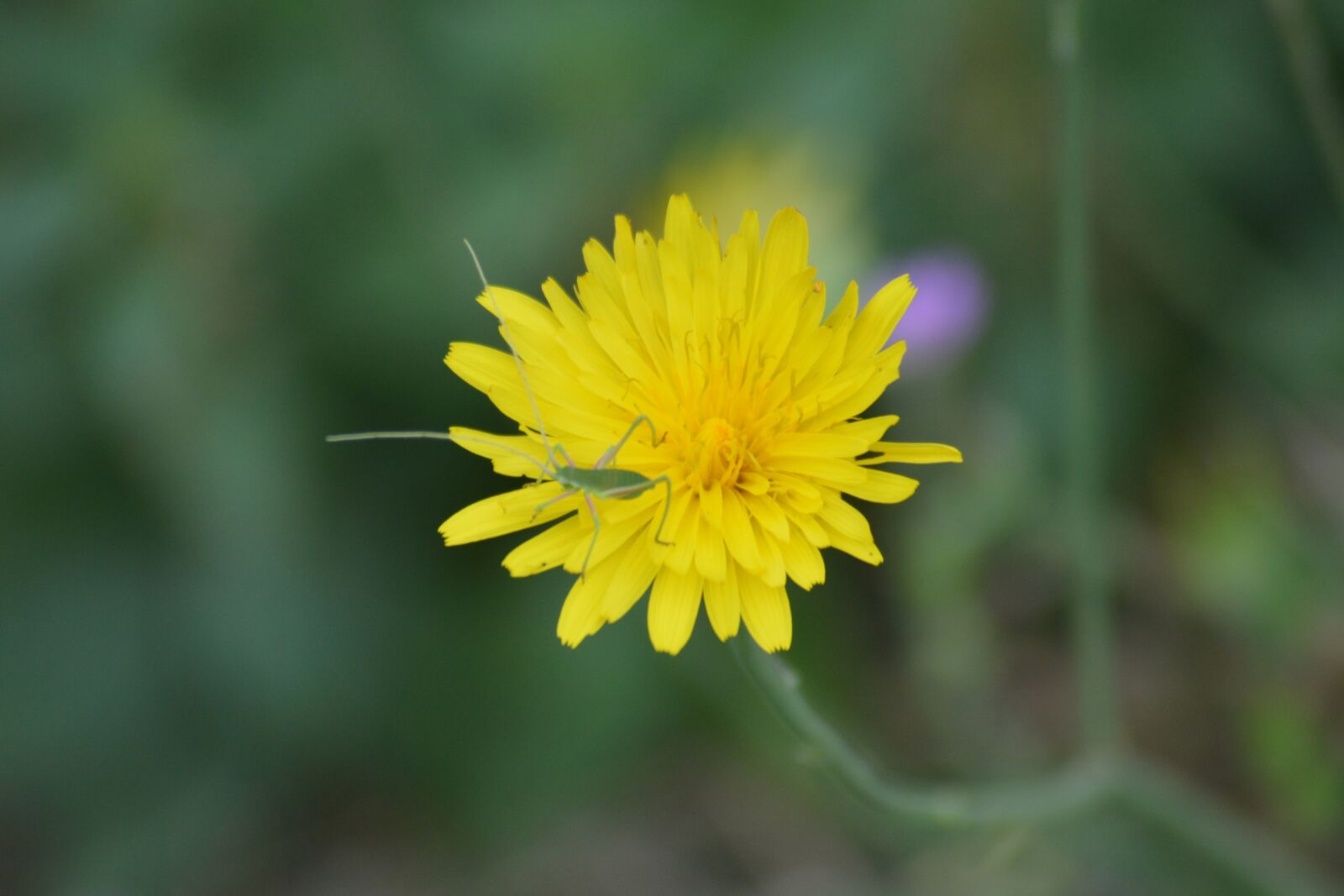 Nikon D3200 sample photo. Insect, nature, flower photography