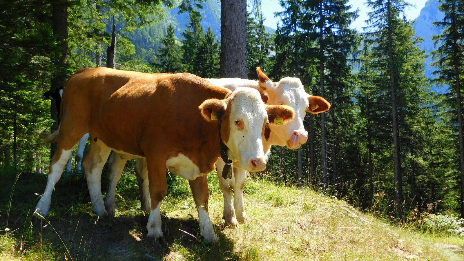 Nikon Coolpix L840 sample photo. Cows, animal, farm photography