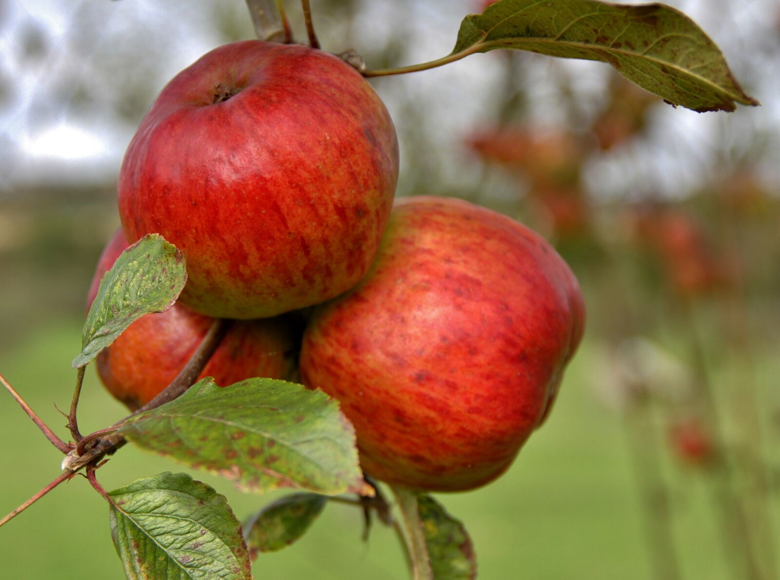 Canon EOS 7D sample photo. Apples, natural, tree photography
