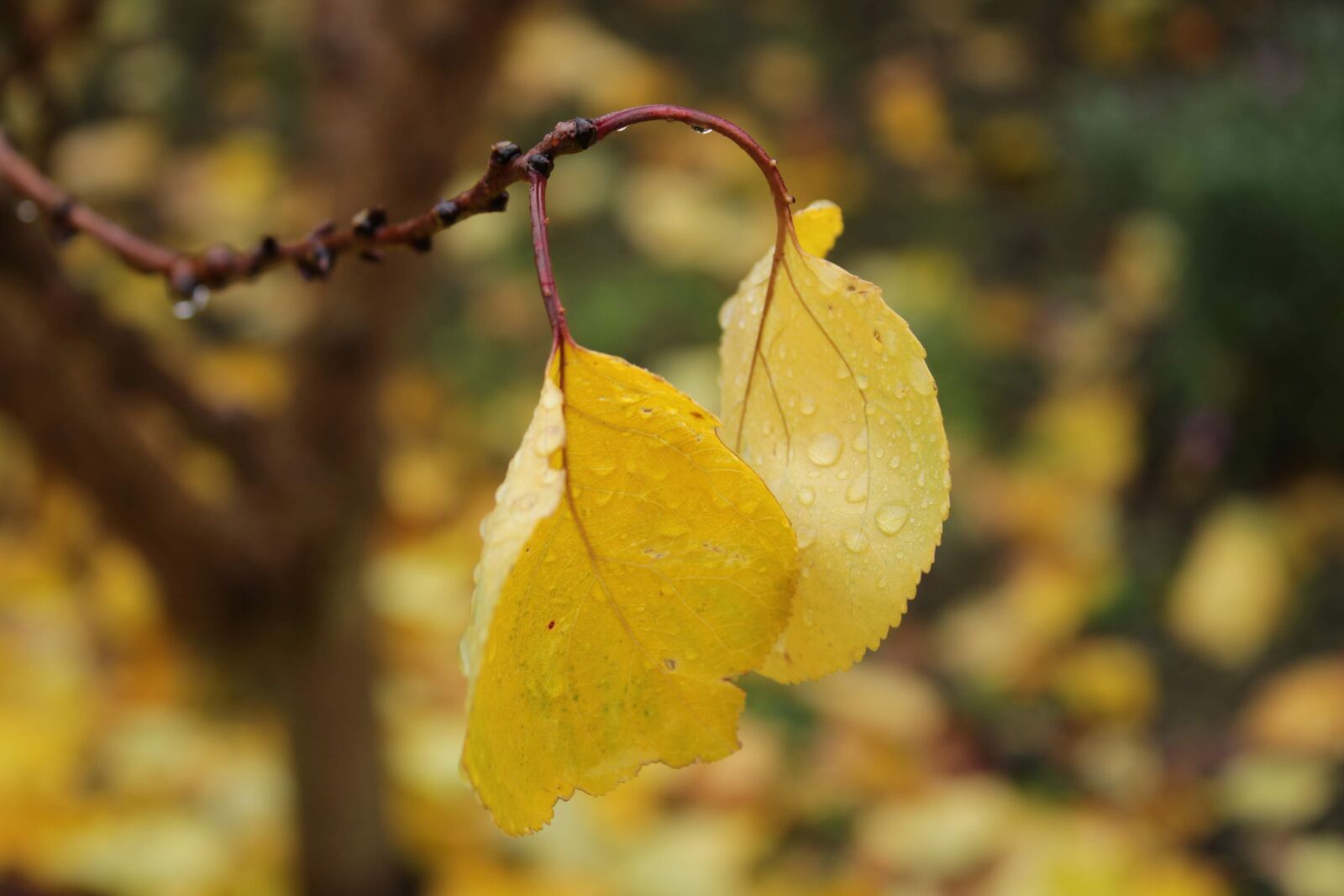 Canon EOS 2000D (EOS Rebel T7 / EOS Kiss X90 / EOS 1500D) sample photo. Leaves, autumn, branch photography
