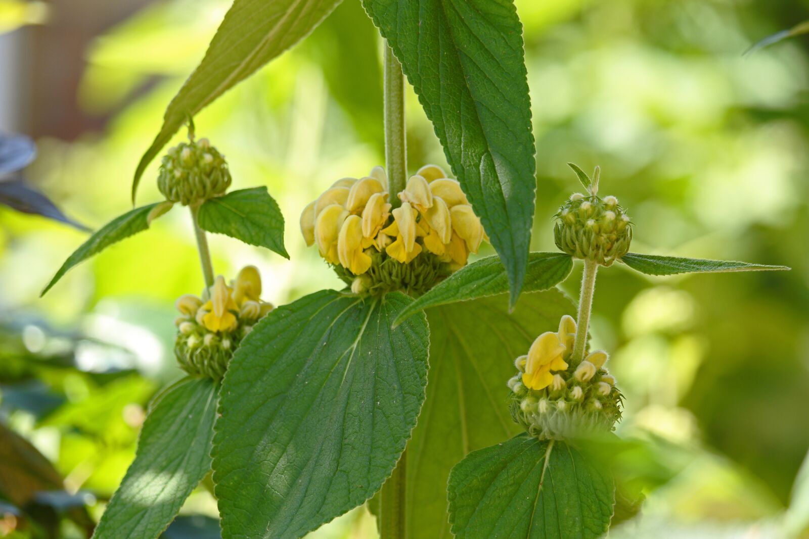 Canon EF-S 55-250mm F4-5.6 IS STM sample photo. Fire herb, flower, lamiaceae photography
