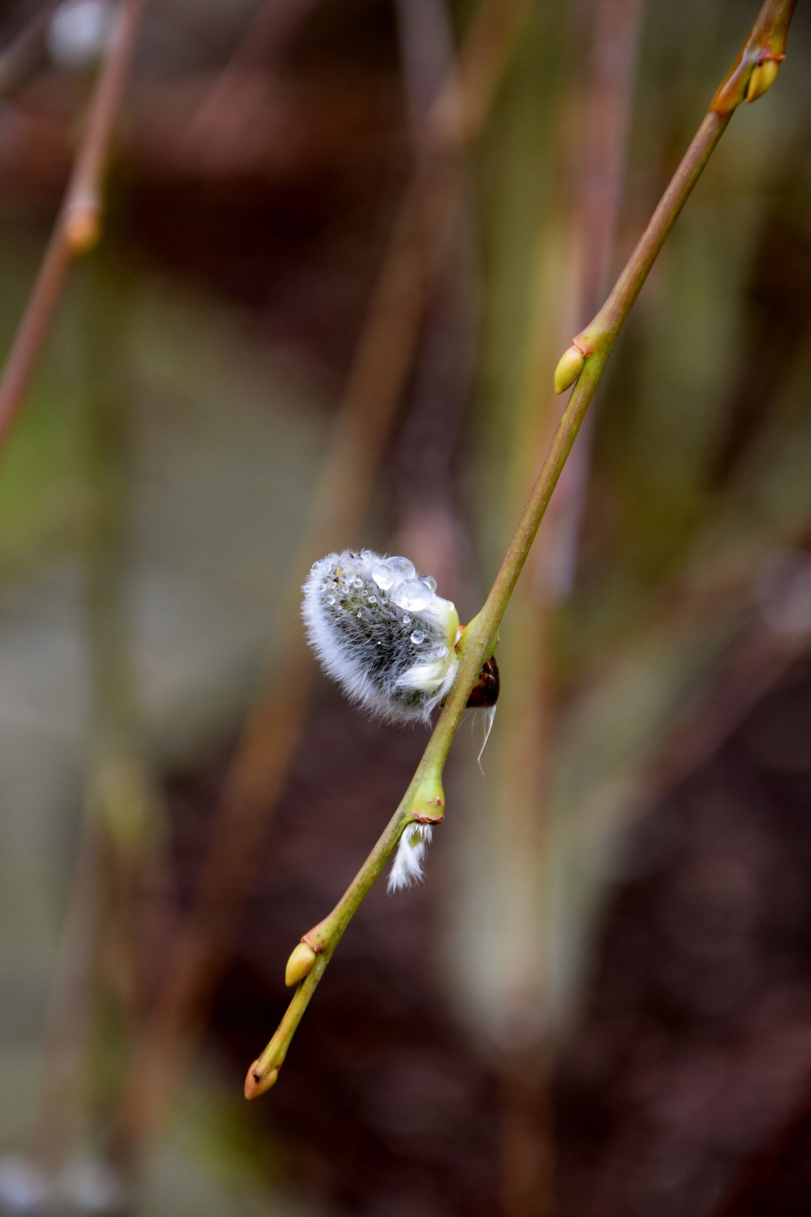 Nikon D3300 sample photo. Branch, drip, dew photography