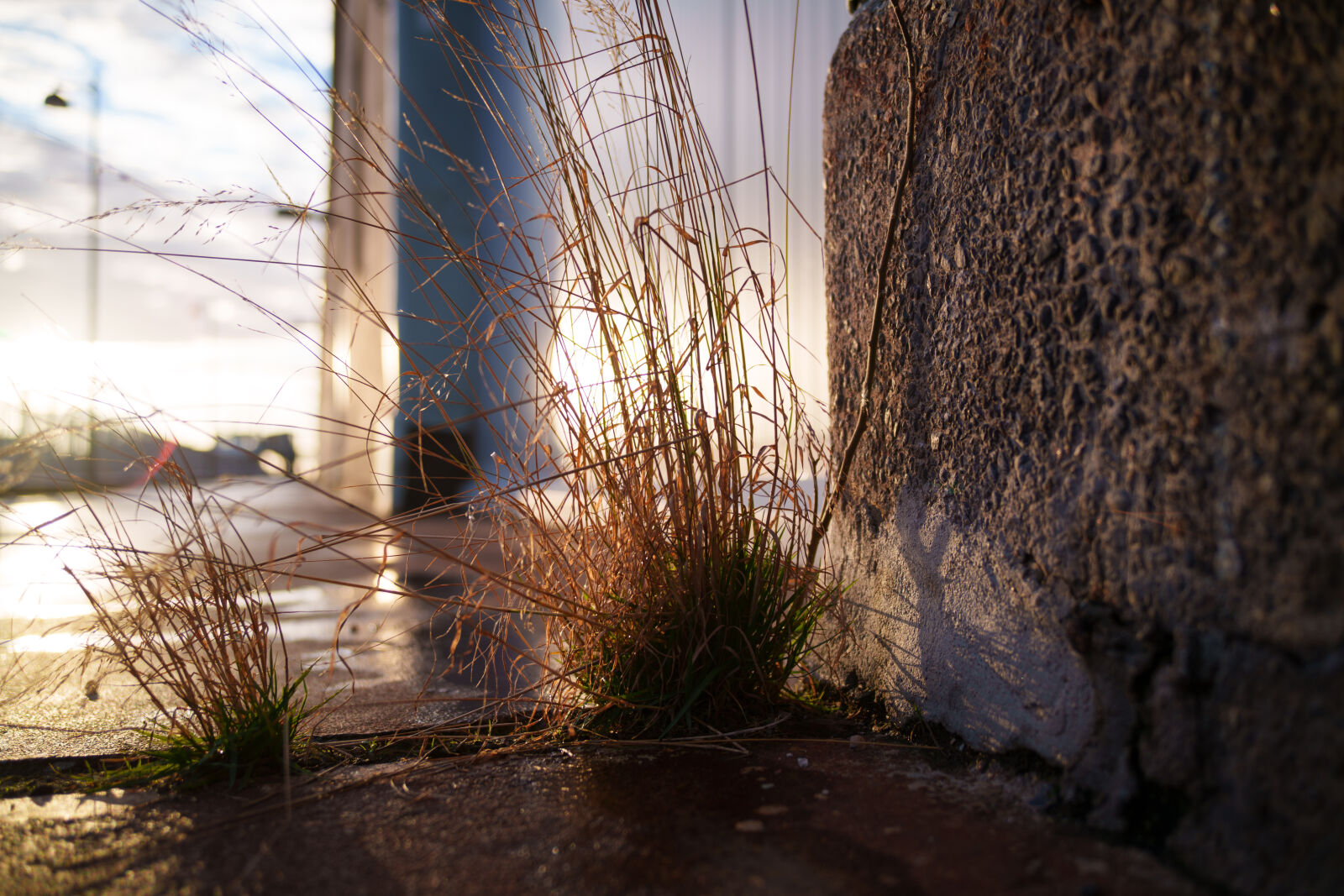 Samyang Remaster Slim 28mm F3.5 sample photo. Grass morning photography