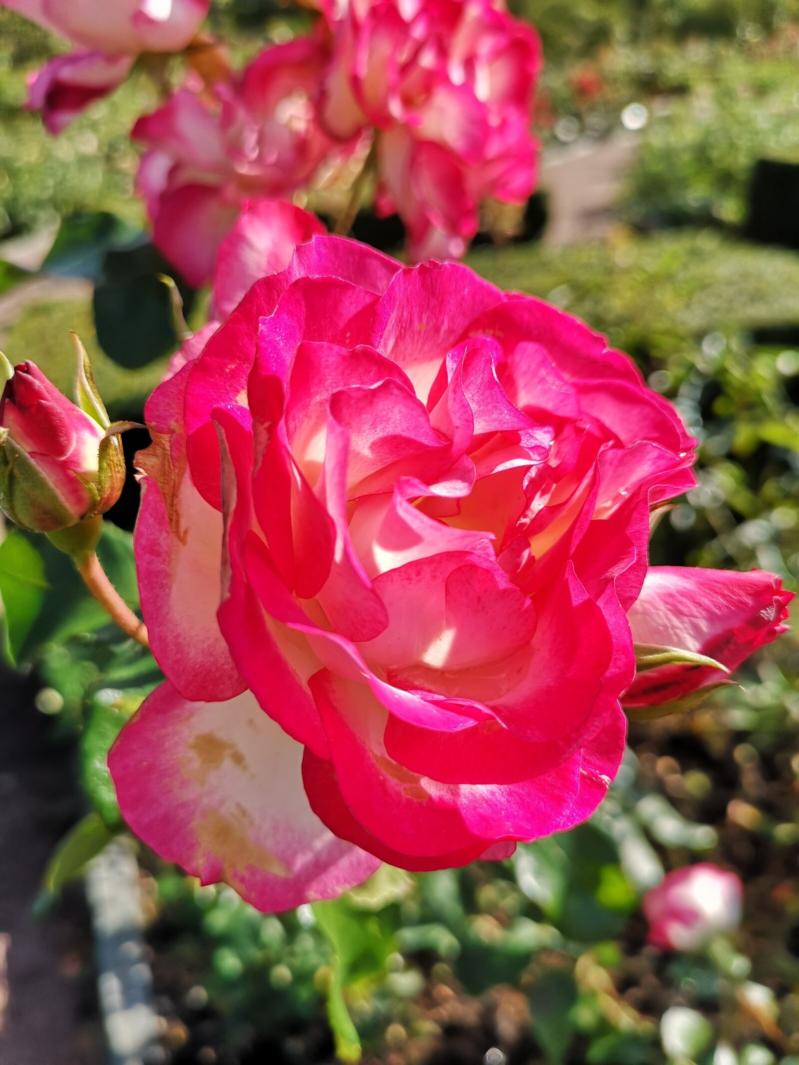 HUAWEI CLT-L29 sample photo. Flower, nature, green photography