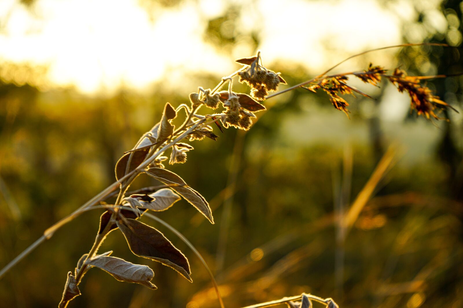 Sony a7 II + Sony FE 28-70mm F3.5-5.6 OSS sample photo. Dawn on the plateau photography