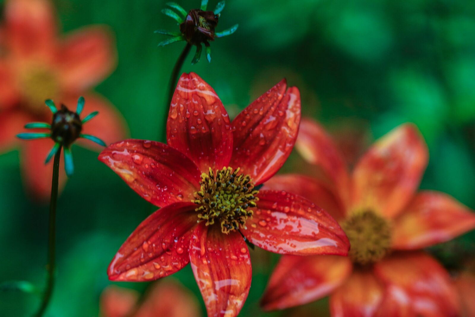 Canon EOS 7D Mark II sample photo. Flower, garden flower, blossom photography