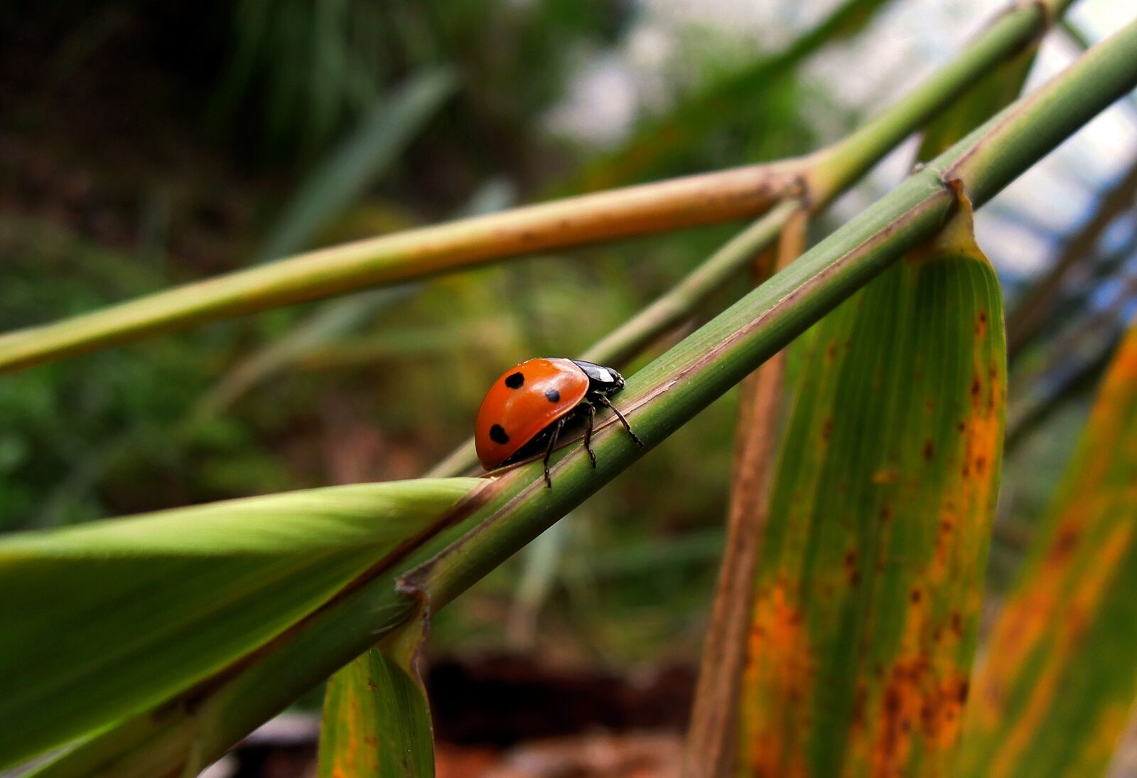 Nikon Coolpix P300 sample photo. Ladybug, insect, animal photography