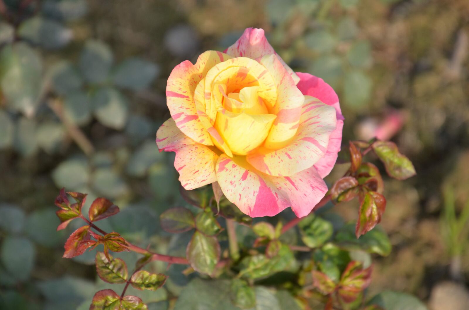 Nikon D7000 sample photo. Nature, photography, flowers photography