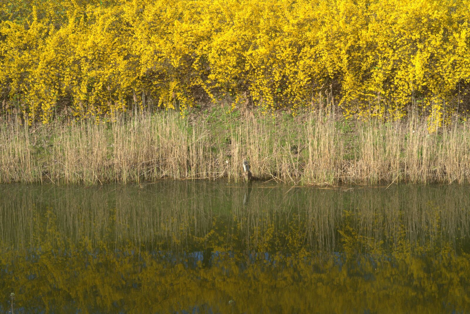 Pentax K-S2 sample photo. Shrubs, yellow, water photography