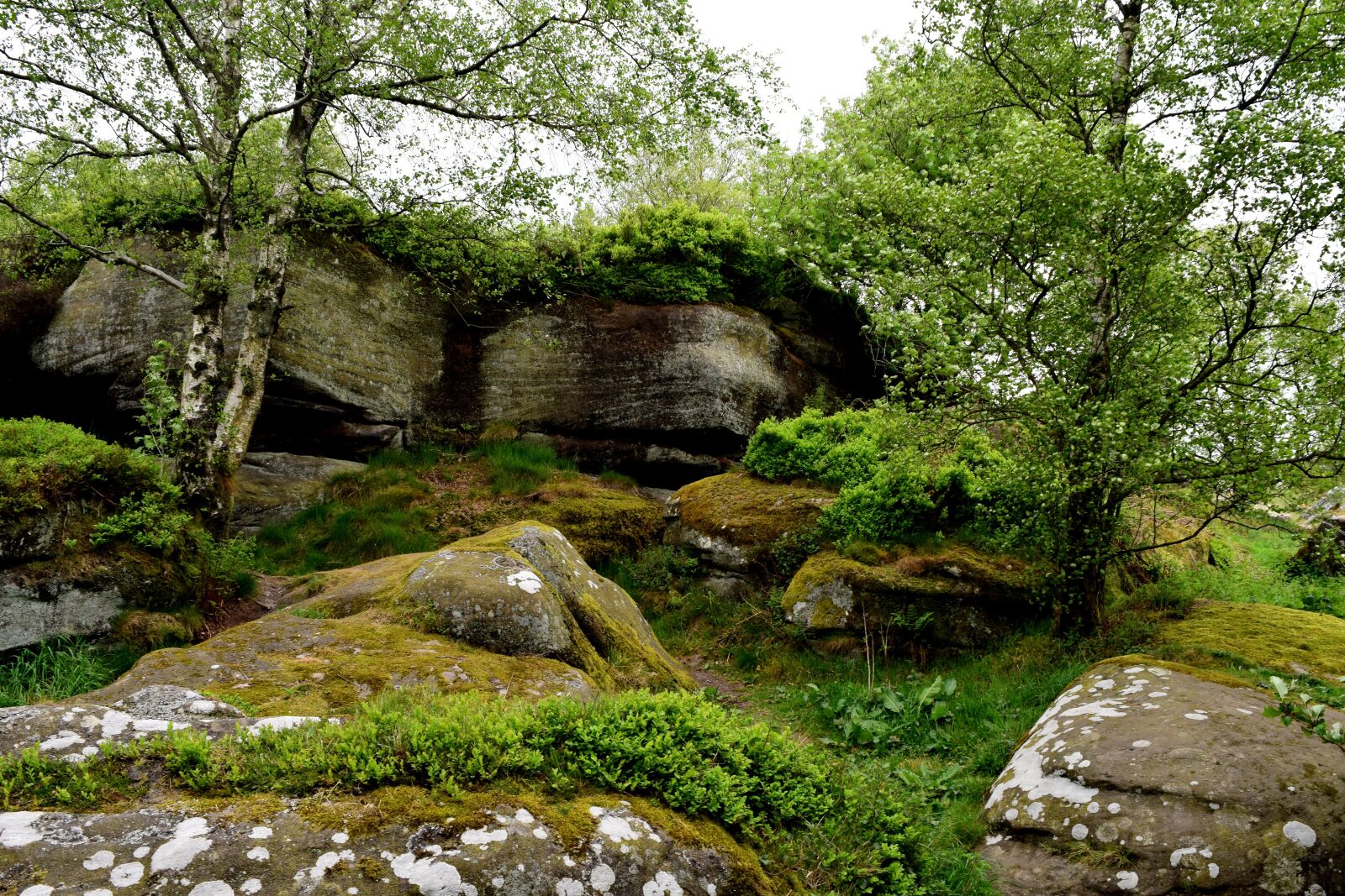 Nikon D3300 sample photo. Rocks, green, forest photography