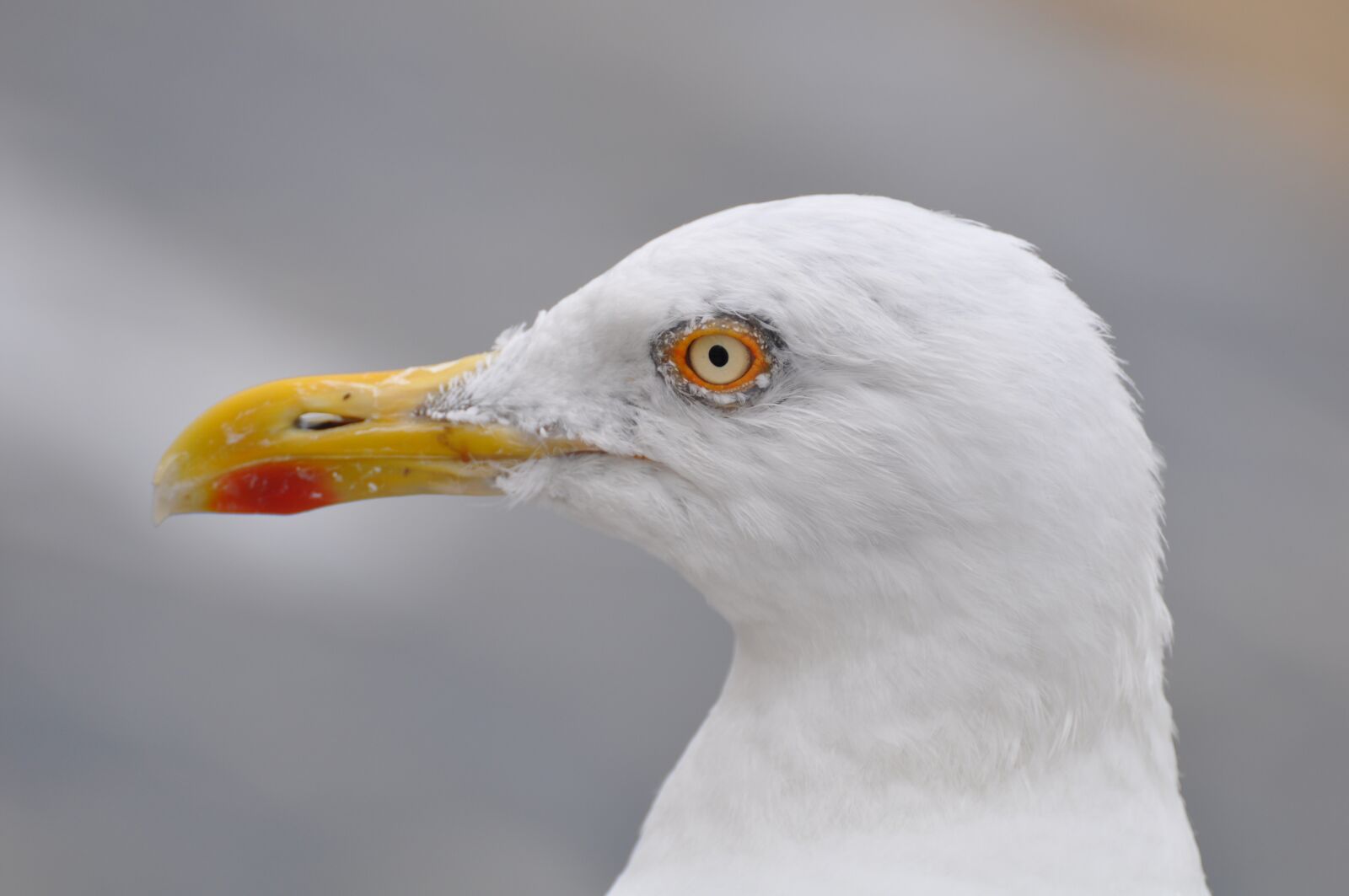Nikon D90 sample photo. Seagull, gull, animal photography