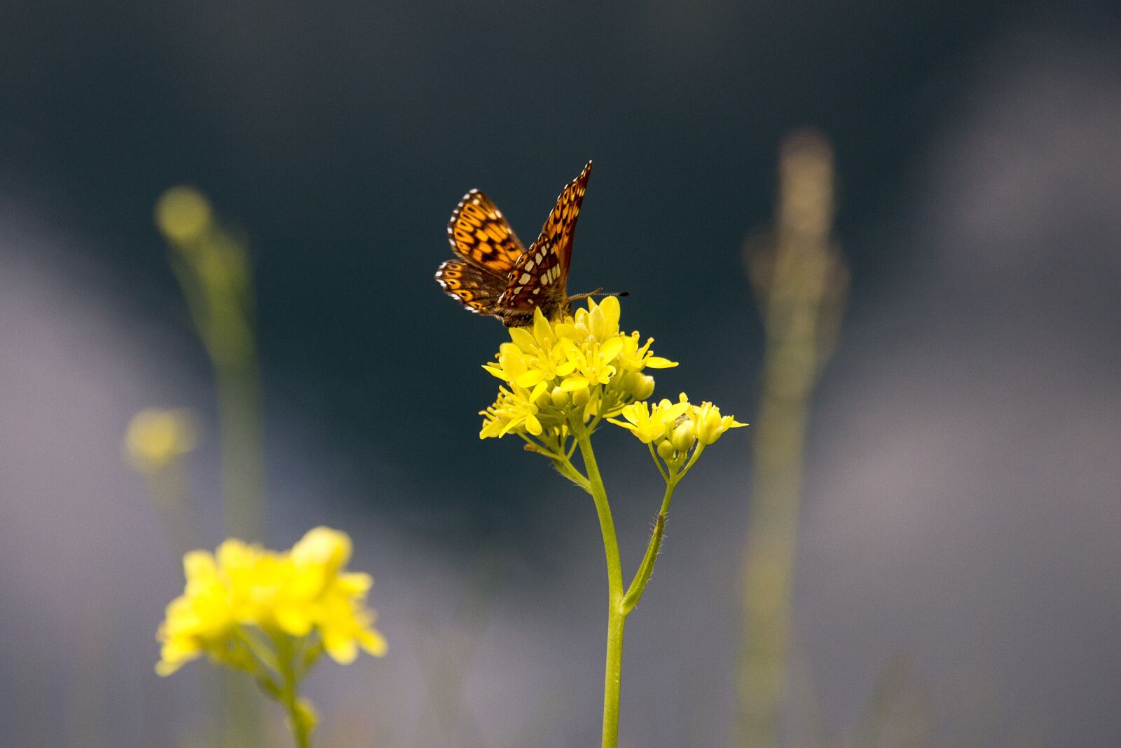 Canon EOS 60D sample photo. Butterfly, nature, macro photography