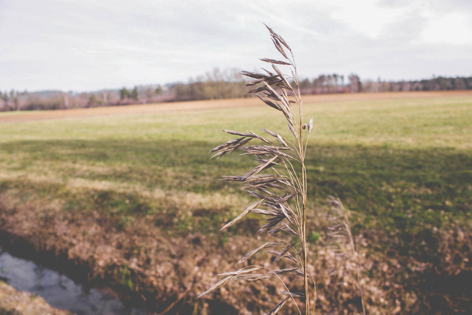 Canon EOS 700D (EOS Rebel T5i / EOS Kiss X7i) sample photo. Farmland, fern, meadow photography