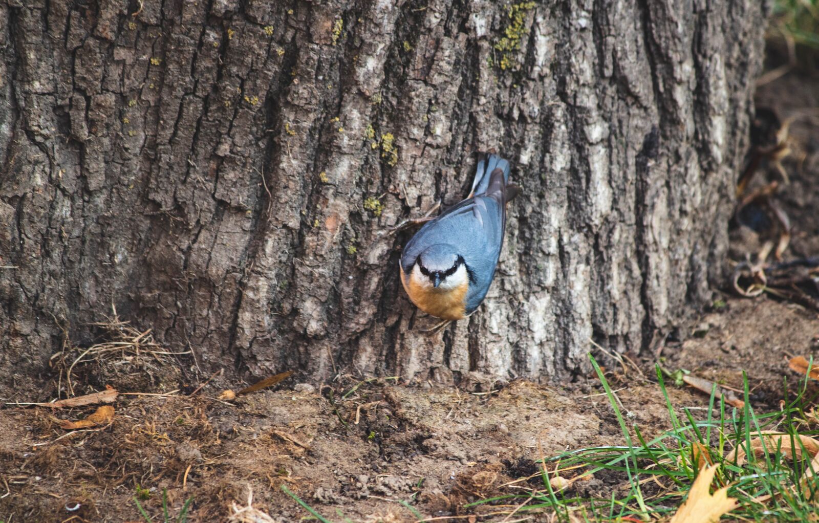 Canon EOS 1300D (EOS Rebel T6 / EOS Kiss X80) sample photo. Tit, macro, bird photography