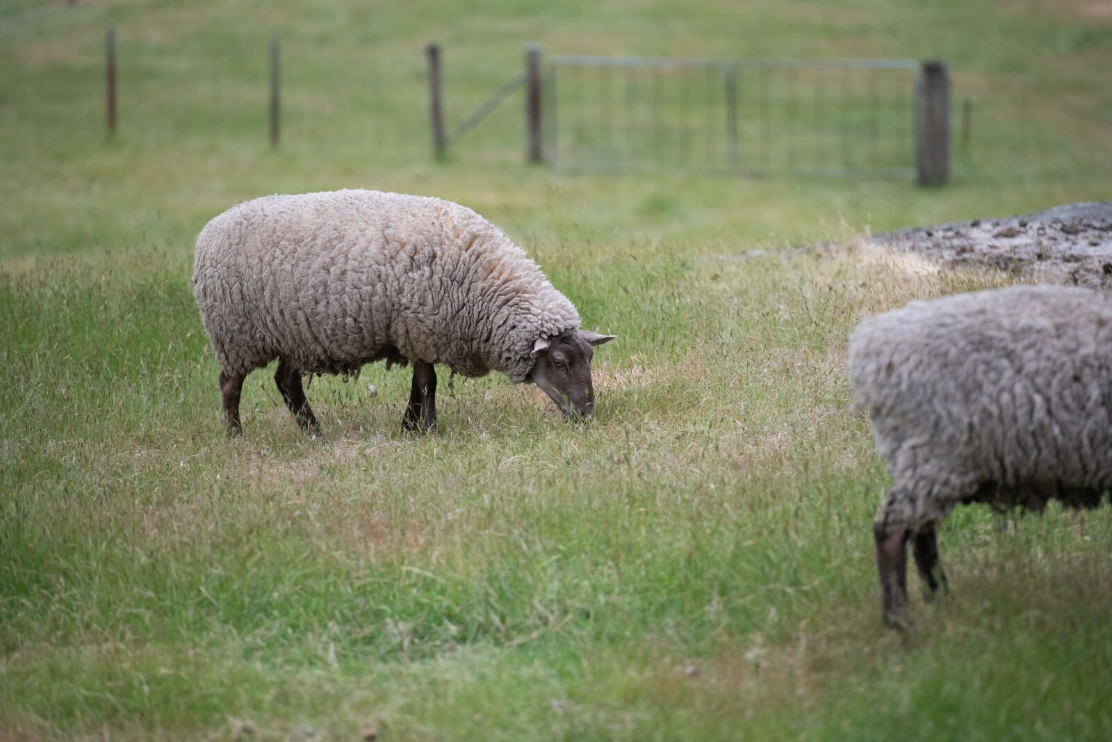 Nikon D850 sample photo. Sheep, suffolk, wool photography