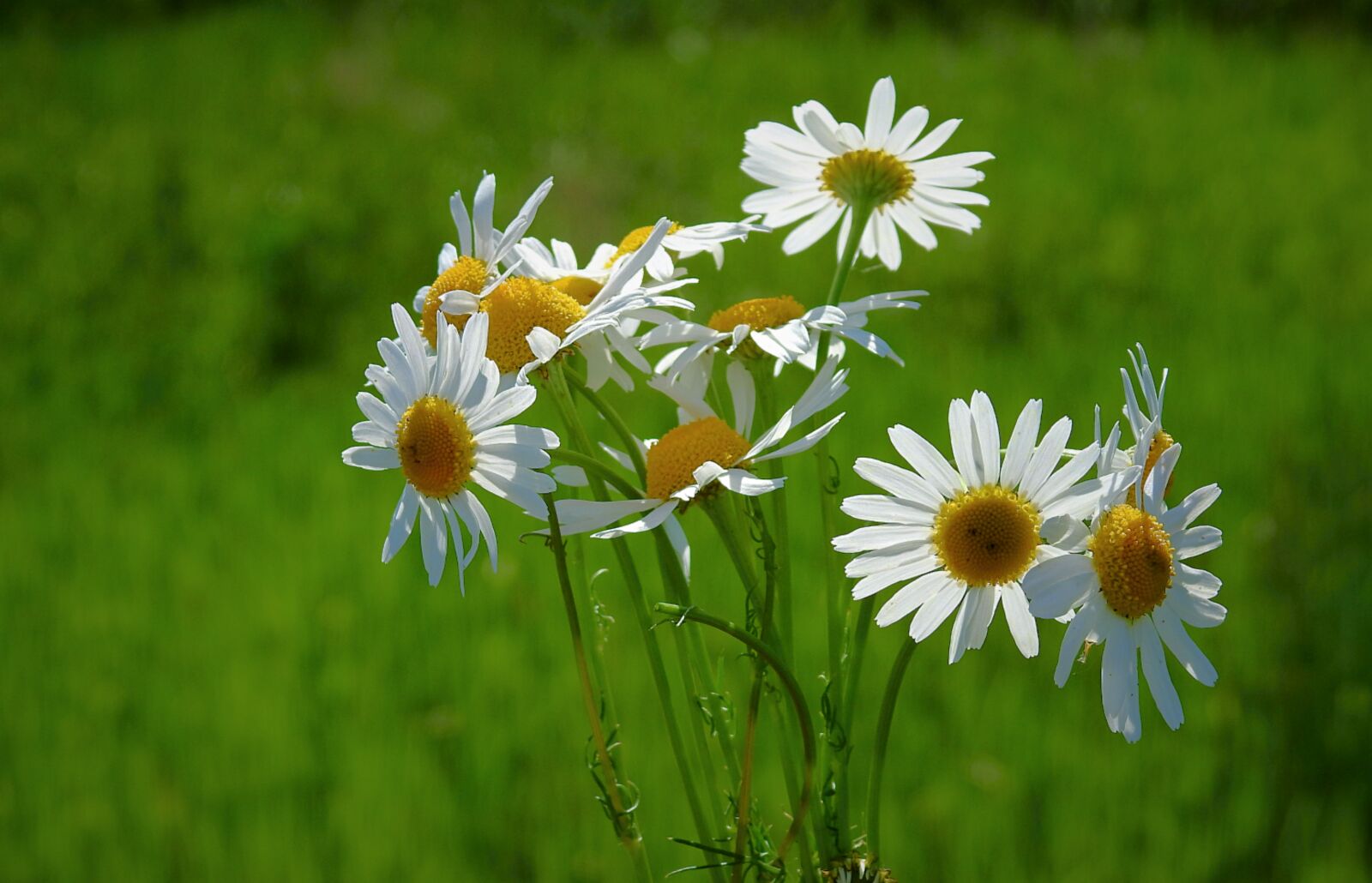 Nikon Coolpix P900 sample photo. Meadow, flowers, nature photography