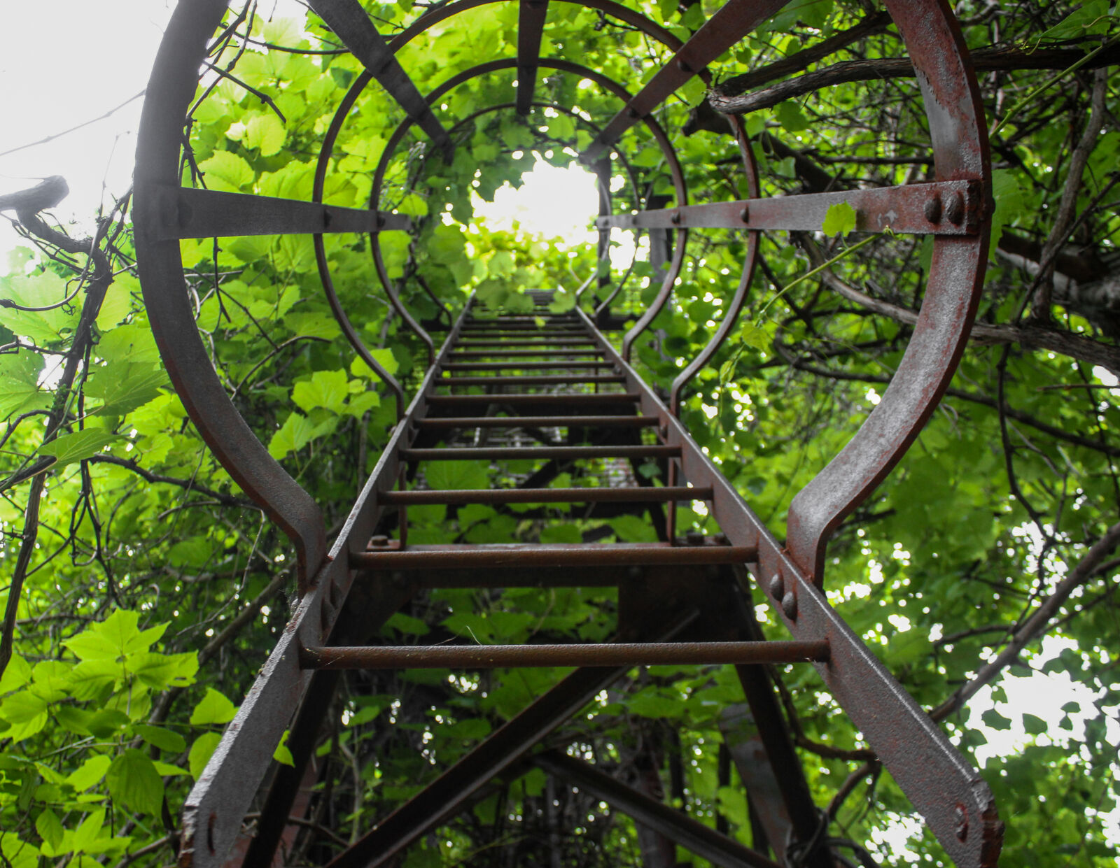 Canon EOS 600D (Rebel EOS T3i / EOS Kiss X5) sample photo. Leaves, ladder, green, looking photography