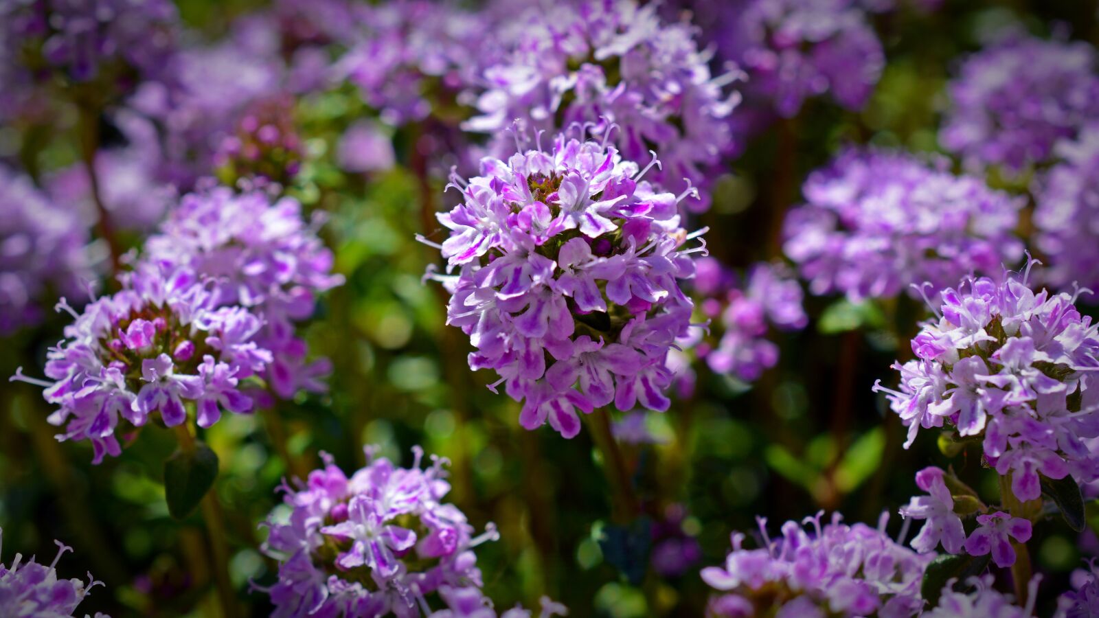Nikon D5200 sample photo. Thyme, thymus serpyllum, blossom photography